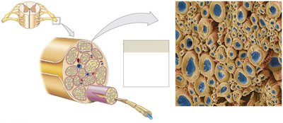 Peripheral nerve structure and connective tissue layers