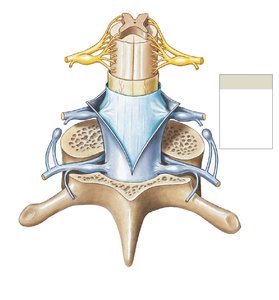 Sectional view of spinal cord and meninges
