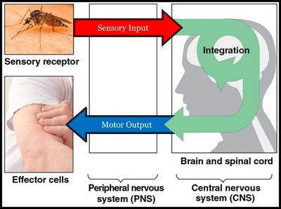 Diagram showing afferent and efferent pathways