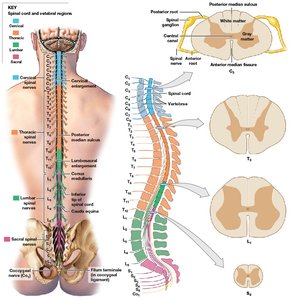 Spinal cord and vertebral regions