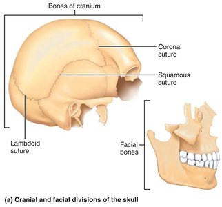 Cranial and facial divisions of the skull