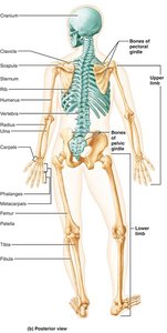 Posterior view of the human skeleton