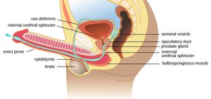 Sagittal section of the male reproductive tract showing vas deferens, seminal vesicle, prostate, urethra, and penis