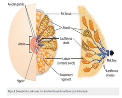 Diagram of the breast showing areola, nipple, alveoli, lactiferous ducts, and sinuses