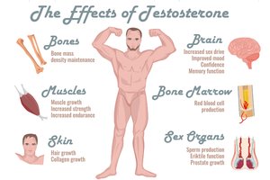 Diagram showing the effects of testosterone on various body systems