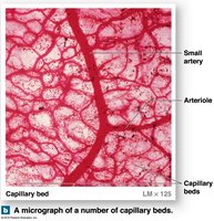 Micrograph of capillary beds