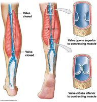 Function of Valves in the Venous System