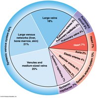 Distribution of Blood in the Cardiovascular System