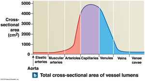 Total cross-sectional area of vessel lumens