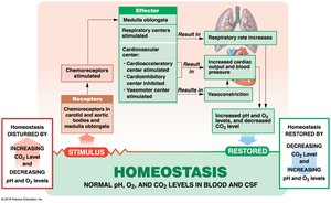 The Chemoreceptor Reflexes