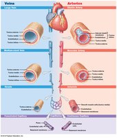 Histological Structure of Blood Vessels