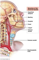 Arteries of the Neck and Head
