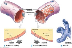 Capillary Structure: continuous, fenestrated, and sinusoid