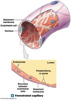 Fenestrated capillary structure