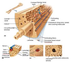 Structure of compact bone and osteon