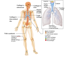 Bones and cartilages of the human skeleton