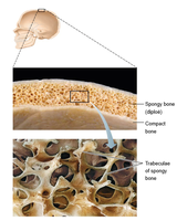 Structure of flat bone
