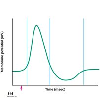 Refractory periods associated with an action potential