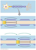 Saltatory conduction in myelinated axons