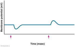 Effect of stimulus type on graded potentials