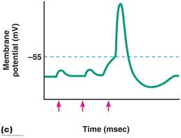 Temporal and spatial summation of graded potentials