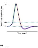 Phases of an action potential