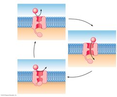 Model for the operation of voltage-gated sodium channels