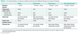 Characteristics of a neuron at rest and during different phases of an action potential