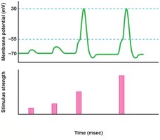 The concept of a threshold stimulus