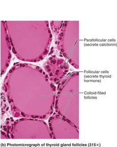 Thyroid gland: parafollicular cells