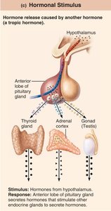 Hormonal stimulus: hypothalamus, pituitary, and target glands