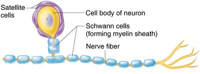 Satellite and Schwann cells in the PNS