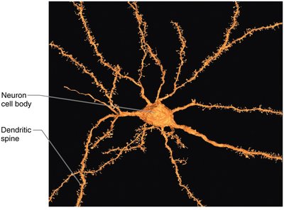 Neuron cell body and dendritic spines