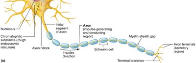 Diagram of neuron showing axon and impulse direction
