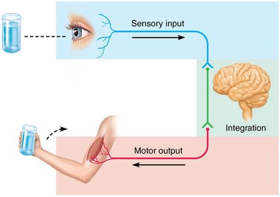 Diagram of nervous system functions: sensory input, integration, motor output