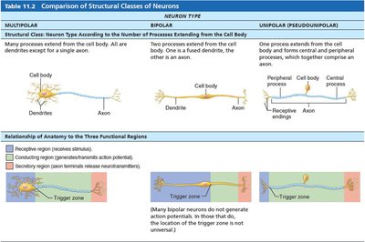 Table comparing structural classes of neurons