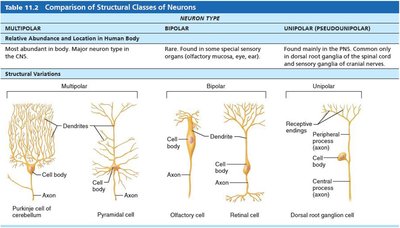 Table comparing structural classes of neurons