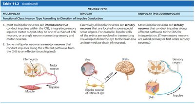 Table comparing functional classes of neurons