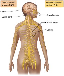 Diagram showing CNS and PNS divisions in the human body