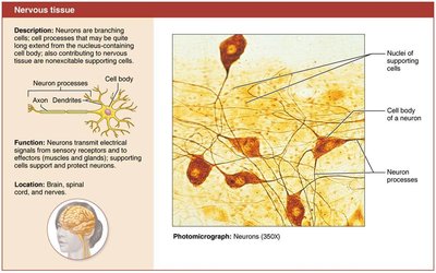 Photomicrograph and diagram of nervous tissue