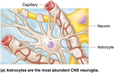 Astrocyte cell supporting neurons and capillaries