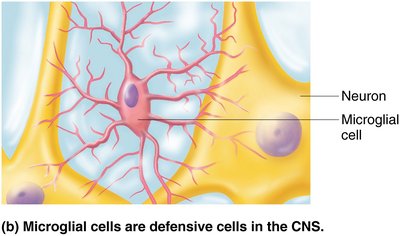 Microglial cell in CNS