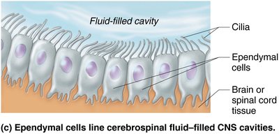 Ependymal cells lining CNS cavities