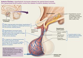 Anterior pituitary and hypothalamic interactions