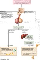Growth hormone regulation and effects