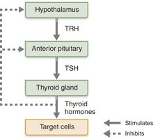 TSH regulation