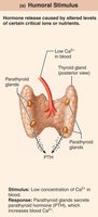 Humoral stimulus for PTH release