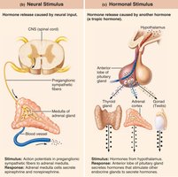 Neural and hormonal stimuli for hormone release