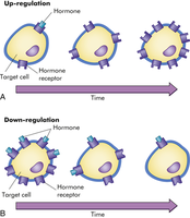 Up-regulation and down-regulation of hormone receptors