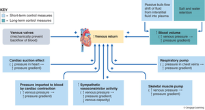 Factors affecting venous return